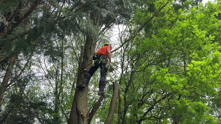 Best Fruit Tree Pruning  in Ebensburg, PA